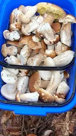 Pilze vom02.10.24.webp