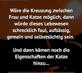 Katze.webp