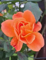 20241003_151817.webp