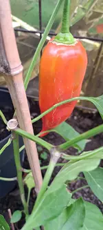20241003_151845.webp