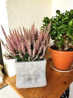 IMG_20240925_123705.jpg