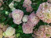 IMG_20230823_113549.webp