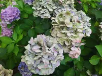 IMG_20230823_125607.webp