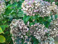 IMG_20240908_123750.webp