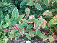 IMG_20240910_132711.webp