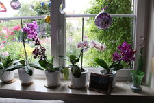 Orchideen 0124.JPG