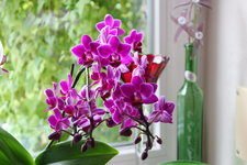 Orchideen 0224.JPG