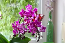 Orchideen 0224.webp