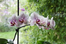 Orchideen 0324.JPG