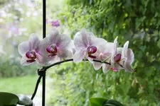 Orchideen 0324.webp