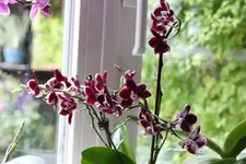 Orchideen 0424.webp
