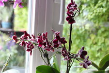 Orchideen 0424.JPG
