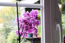Orchideen 0524.JPG