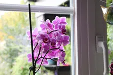 Orchideen 0524.webp