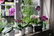 Orchideen 0824.webp