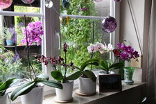 Orchideen 0824.JPG