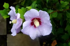 01 Hibiscus.webp
