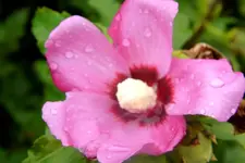 03 Hibiscus.webp