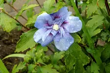 04 Hibiscus.webp