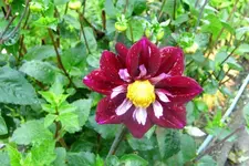 Dahlie.webp