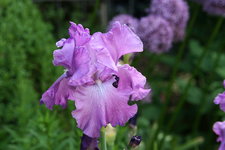 Iris  0621.JPG