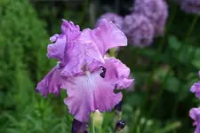 Iris  0621.webp