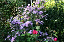 Herbstaster    0821.JPG