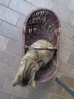 DSC01351.webp