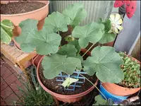 c022.webp