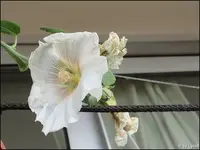 c025.webp