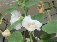 c026.webp