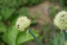 Zwiebel 0120.webp