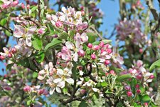 IMG_9322 bt (2) v.JPG