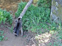 IMG_9372 v (2).JPG