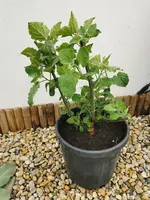 IMG_20241007_095932.webp IMG_20241007_095932.webp