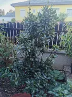 IMG_20241007_175832.webp IMG_20241007_175832.webp