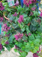 IMG_20230824_131700.jpg