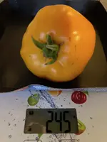Tomate*Mangué*Ernte*24-10-08.webp
