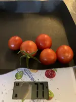Tomate*Muchacha*Ernte*24-10-08.webp