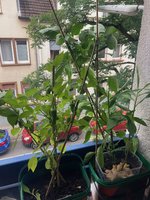 Paprika*Westfenster*2024-09-10.jpg