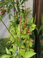 Paprika*Westfenster*2024-10-08.jpg