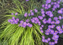 IMG_6530.jpeg