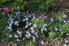 Frühling       2224.webp