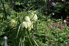 Frühling     1822.JPG