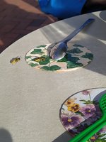IMG_20240913_170817_1.jpg