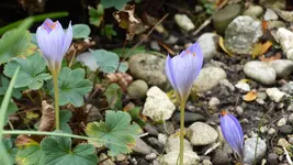 P1470140.webp
