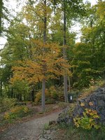 IMG_20241012_141158_1.jpg