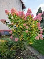 IMG_20241011_170212.webp