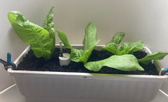 Salat*Zuckerhut*B*2024-10-12*01.jpg
