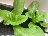 Salat*Zuckerhut*B*2024-10-12*02.webp